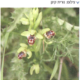 (בספר ציור:) אברהם אופק, יחד, 1969